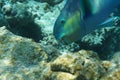 Heavybeak parrotfish Scarus gibbus Royalty Free Stock Photo